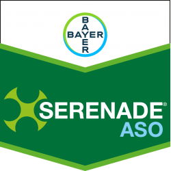 Serenade ASO