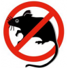 Ratten, Mäuse